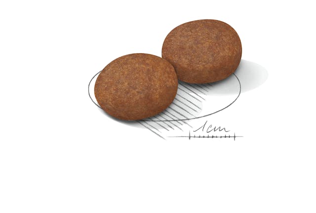 Royal Canin Medium Adult 7+