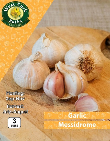 Garlic Messidrome 3 Bulbs Prepack