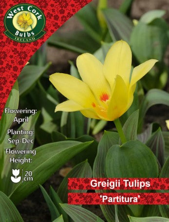 Tulip Dwarf &