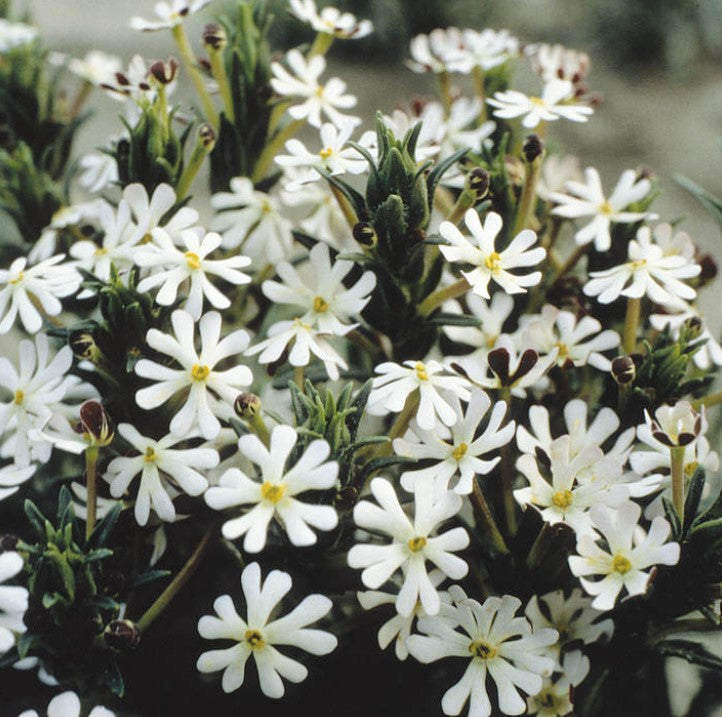 Night Flowering Phlox Flower Seeds