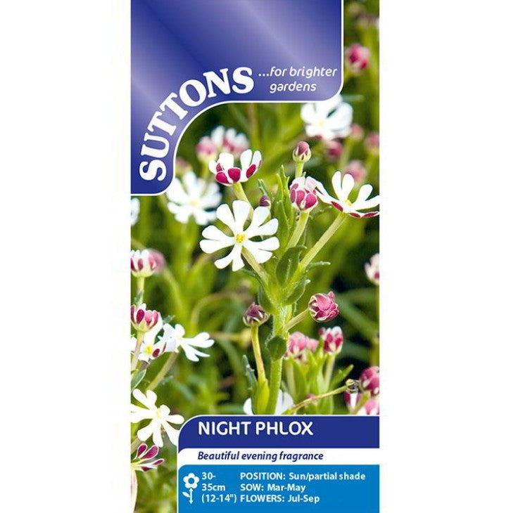 Night Flowering Phlox Flower Seeds