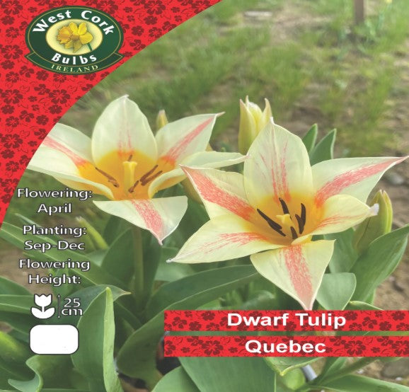 Tulip Dwarf Quebec - 25 Bulbs