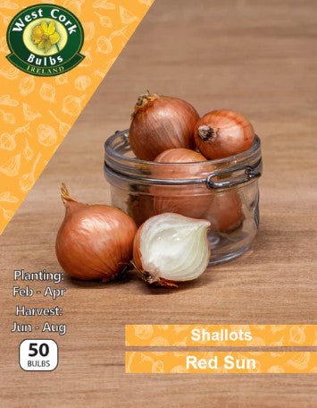 Shallots Red Sun - 50 Bulbs