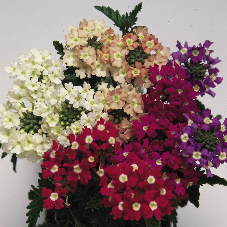 Verbena Candy Cane Mix Flower Seeds