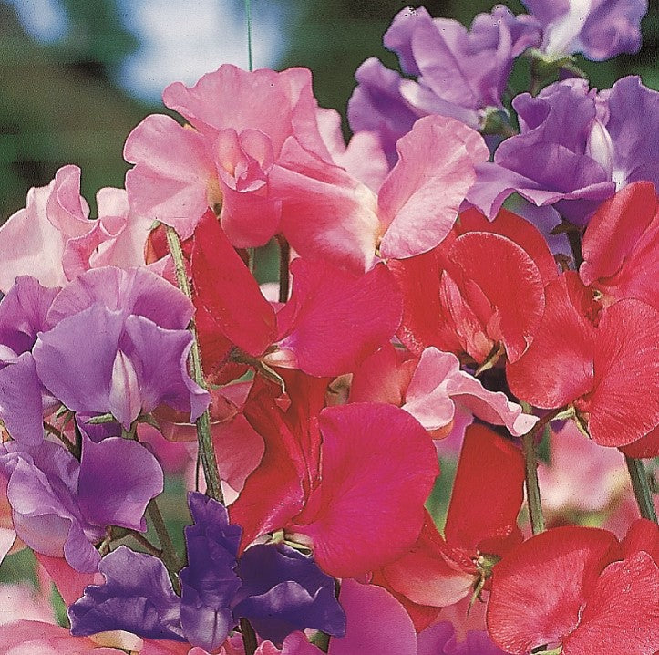 Fun to Grow - Super Smelly Sweet Pea Flower Seeds