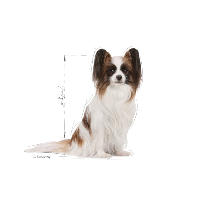 Royal Canin X-Small Adult 8+