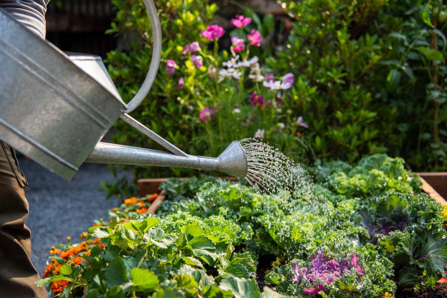 Homeland Gardening Tip: Watering your Garden in the Heat