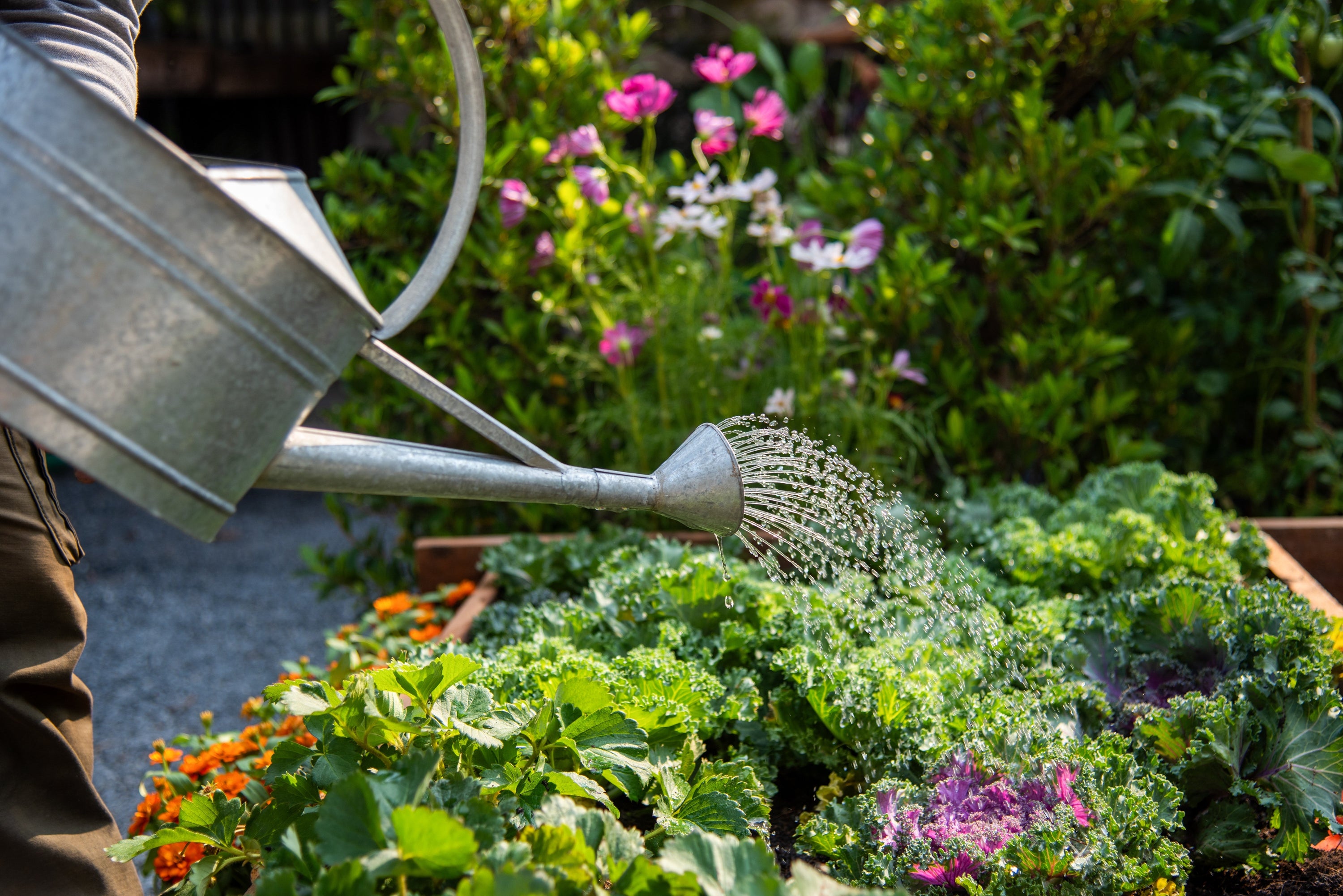 Homeland Gardening Tip: Watering your Garden in the Heat