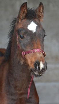 NYLON HEADCOLLAR SUCKLING BURGUNDY