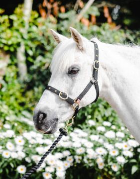 NYLON HEADCOLLAR PONY BLACK
