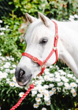 NYLON HEADCOLLAR PONY RED