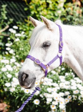NYLON HEADCOLLAR PONY PURPLE