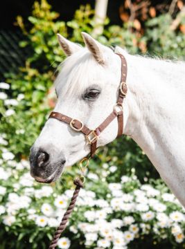 NYLON HEADCOLLAR WEANLING BROWN