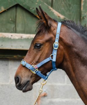 NYLON HEADCOLLAR FOAL ROYAL BLUE