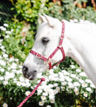NYLON HEADCOLLAR WEANLING BURGUNDY