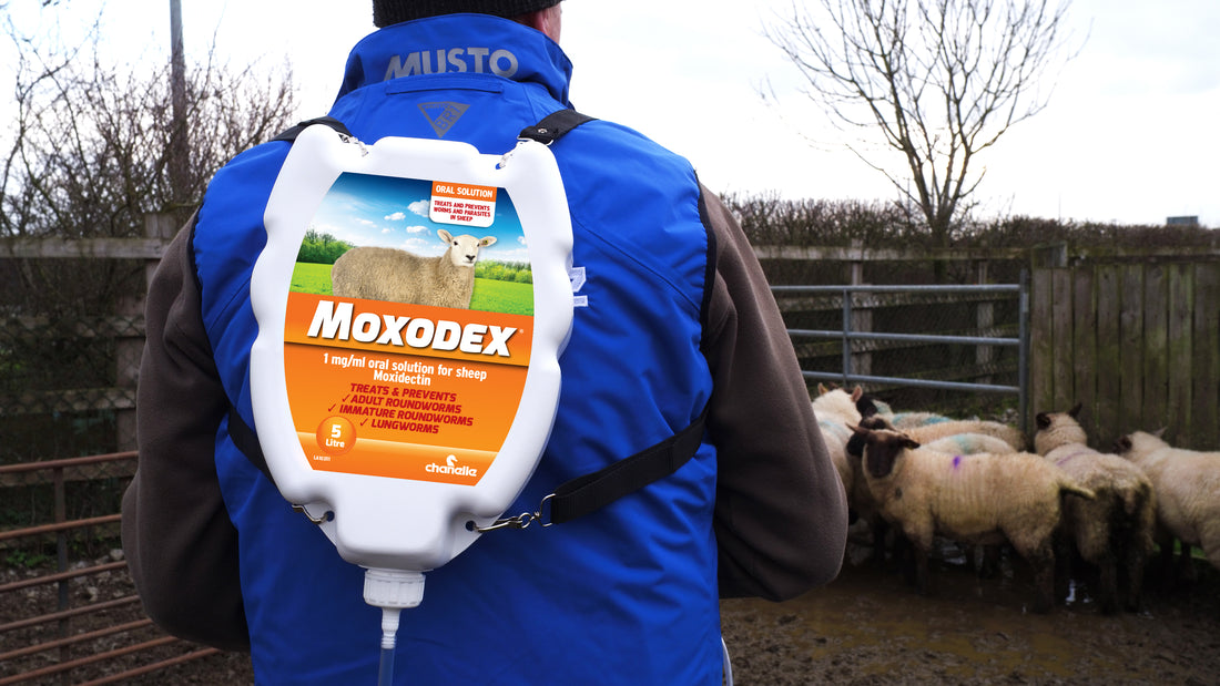 Moxodex