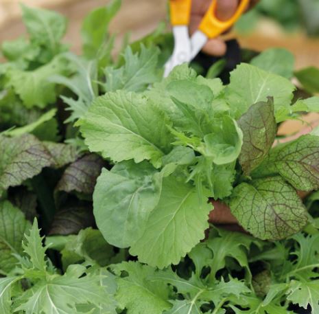 Leaf Salad &