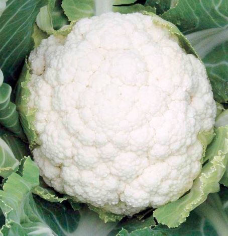 Cauliflower F1 &