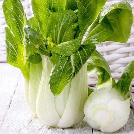 Pak Choi F1 &