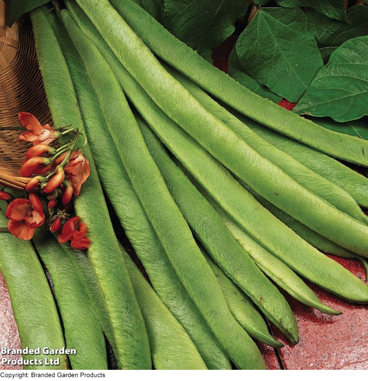 Runner Bean &