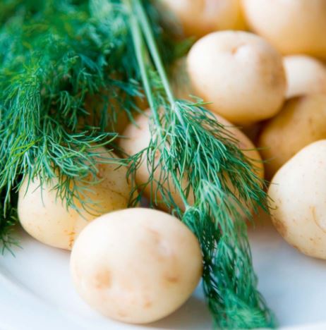 Dill - Herb Seeds