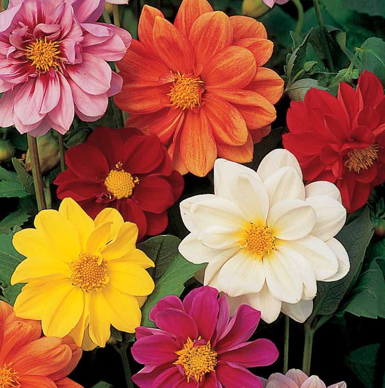Dahlia &