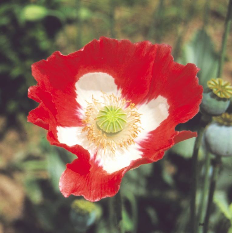 Poppy &