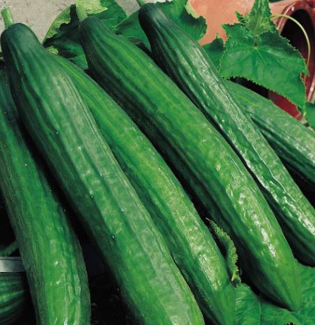 Cucumber &