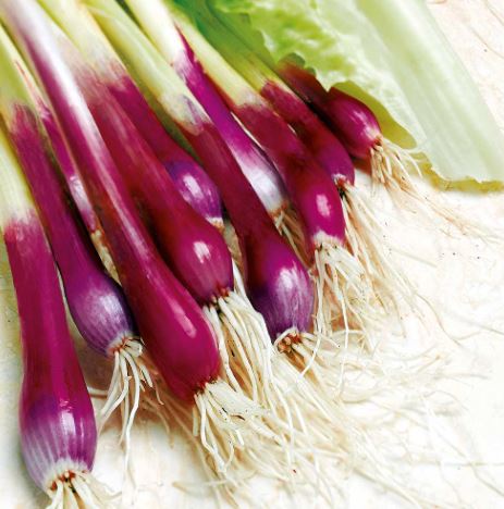 Onion (Salad) &