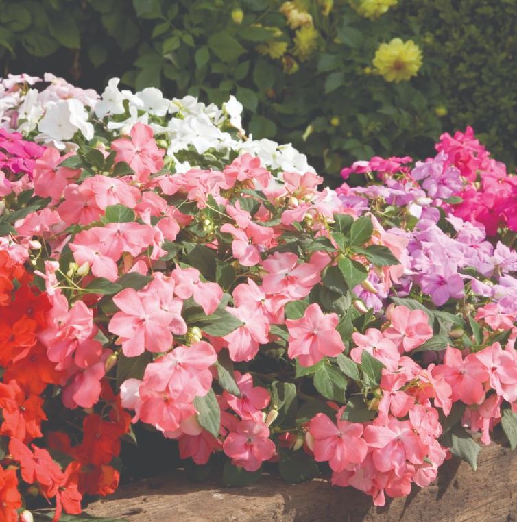 Impatiens &