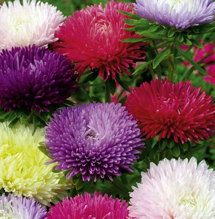 Aster &