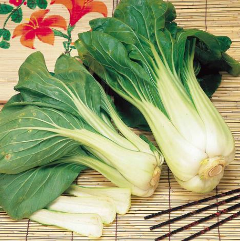 Pak Choi F1 &