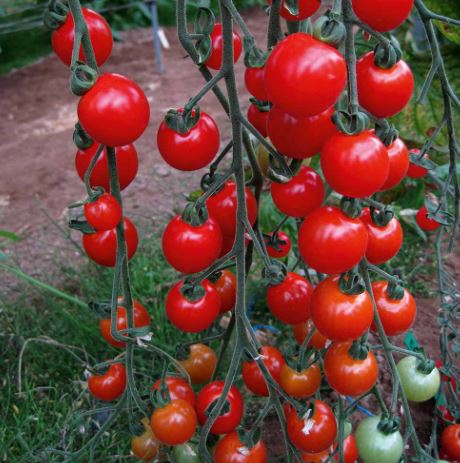 Tomato &
