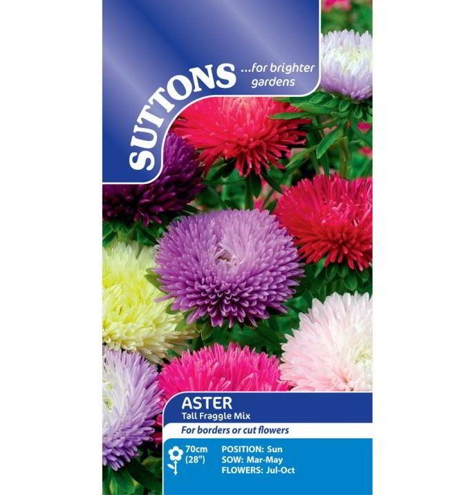 Aster &