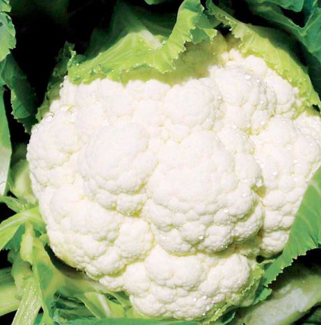 Cauliflower F1 &