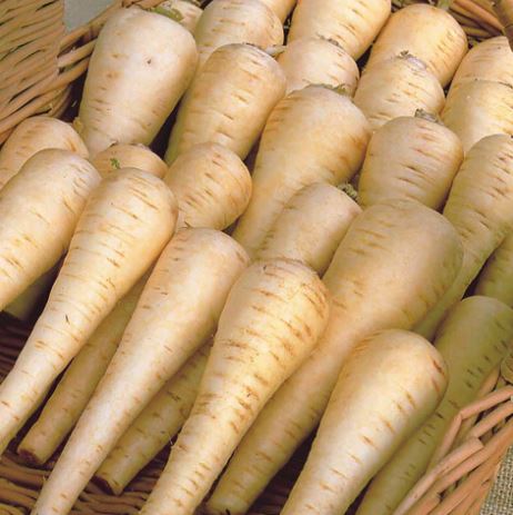 Parsnip F1 &