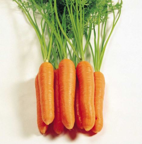 Carrot F1 &