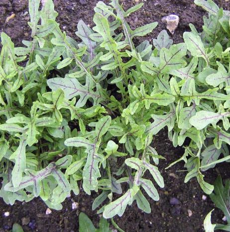 Leaf Salad &