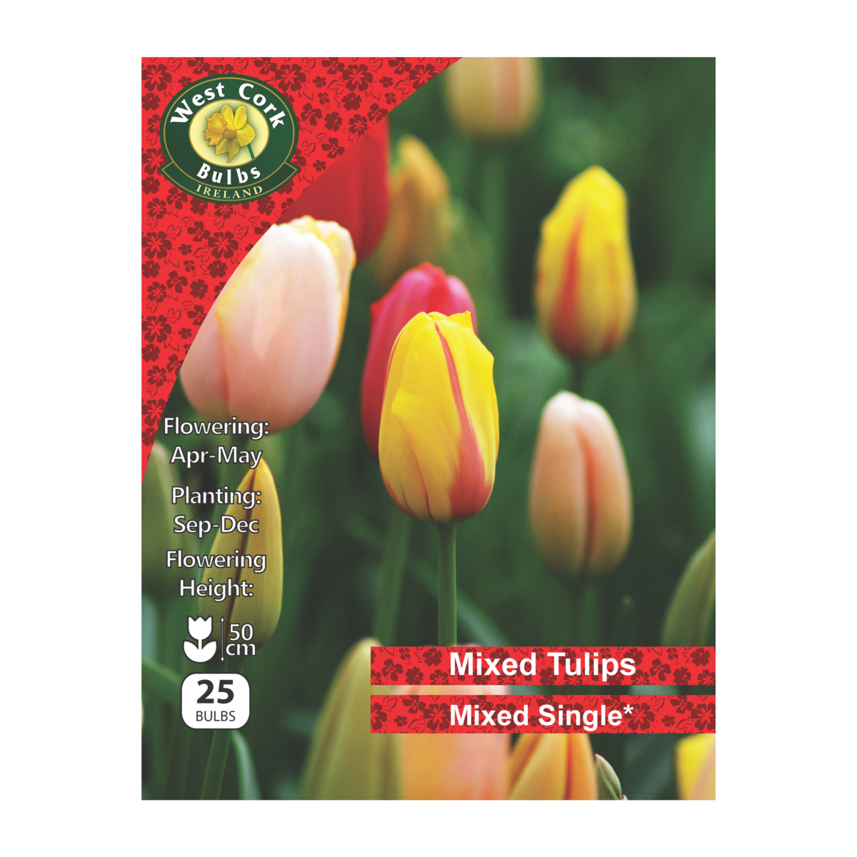Tulip Single Mixed Varieties - 25 Bulbs