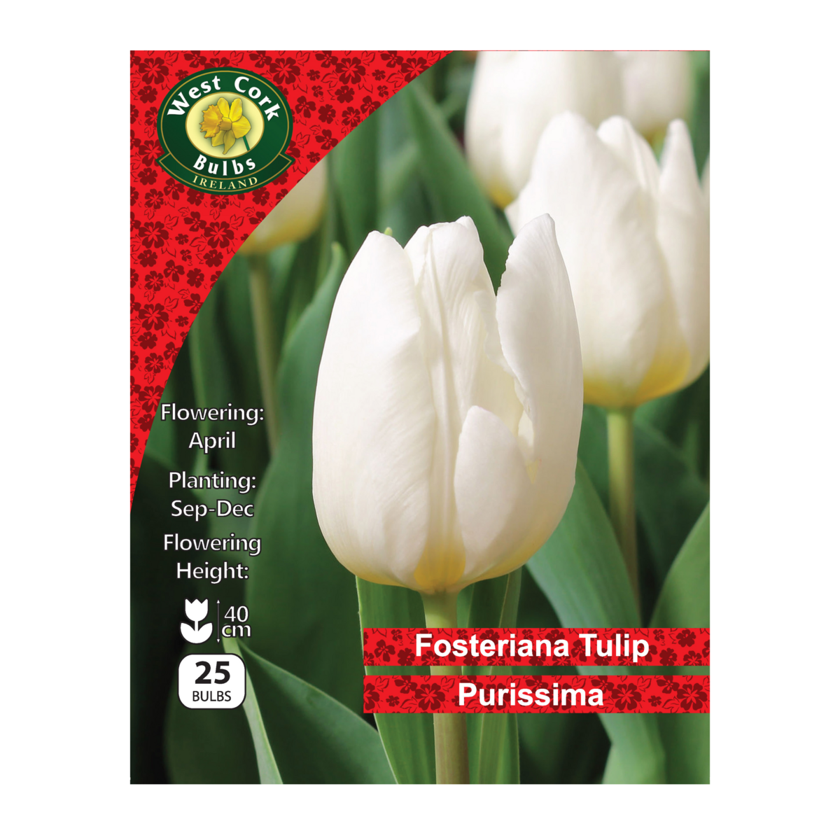Tulip Single Purissima - 25 Bulbs