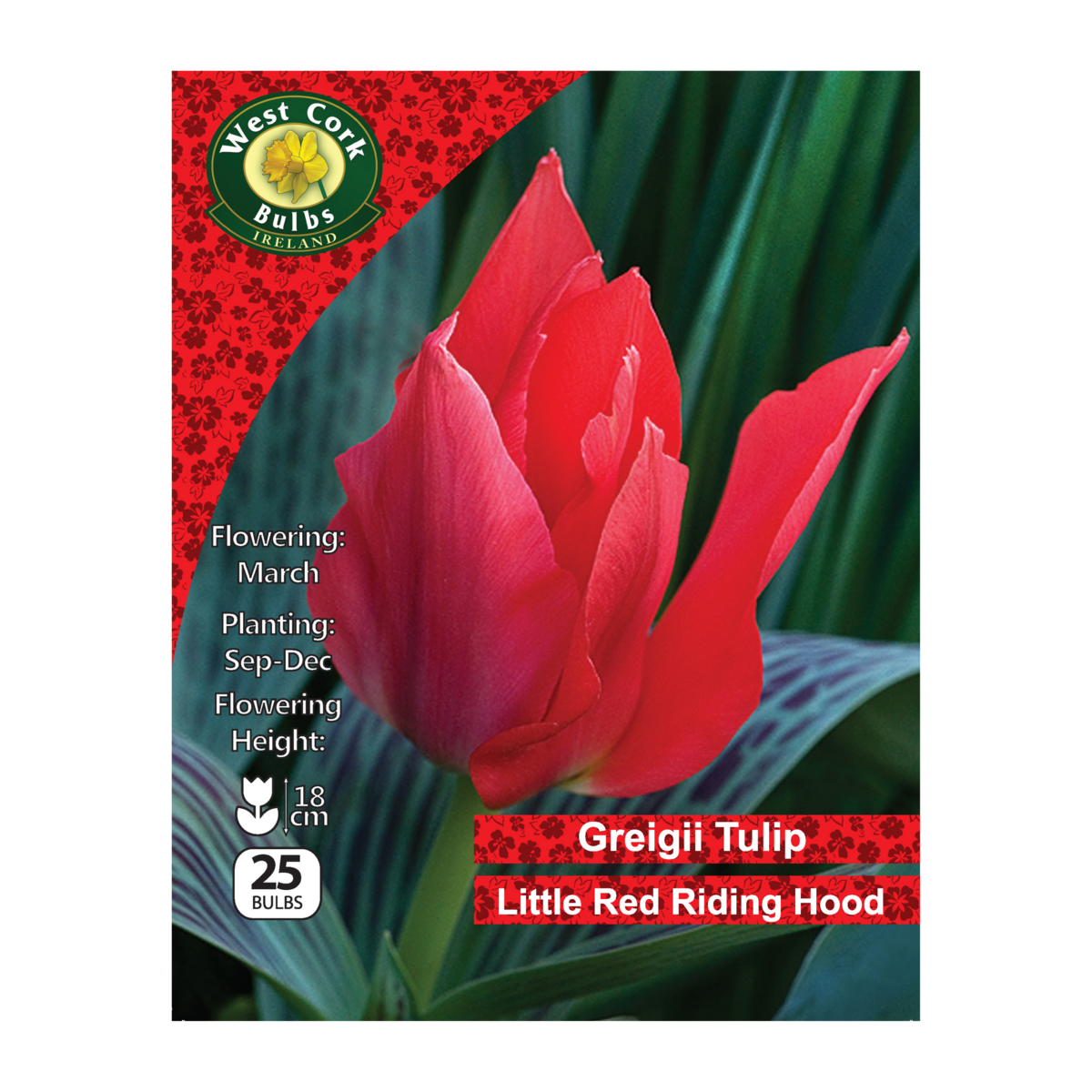 Tulip Dwarf &
