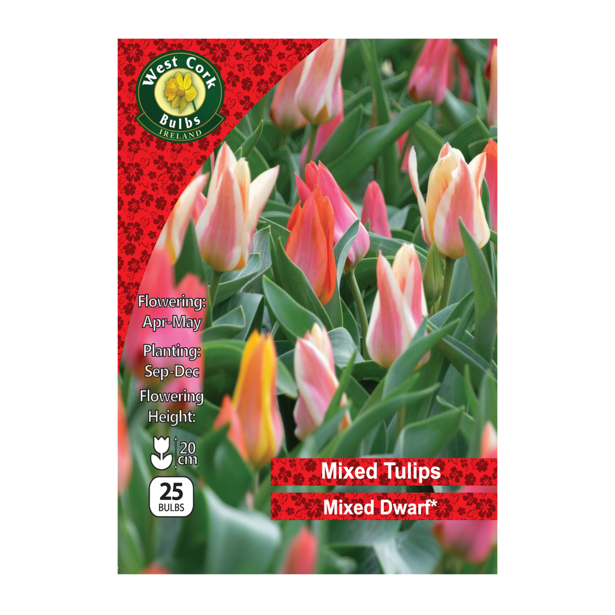 Tulip Dwarf Mixed Varieties - 25 Bulbs