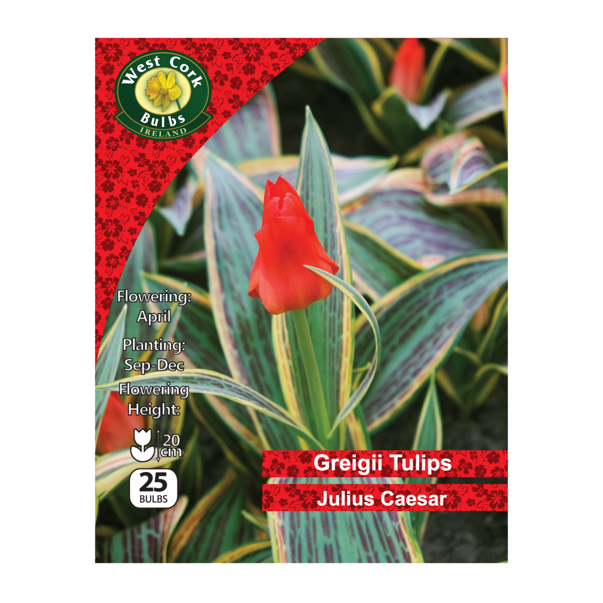 Tulip Dwarf &