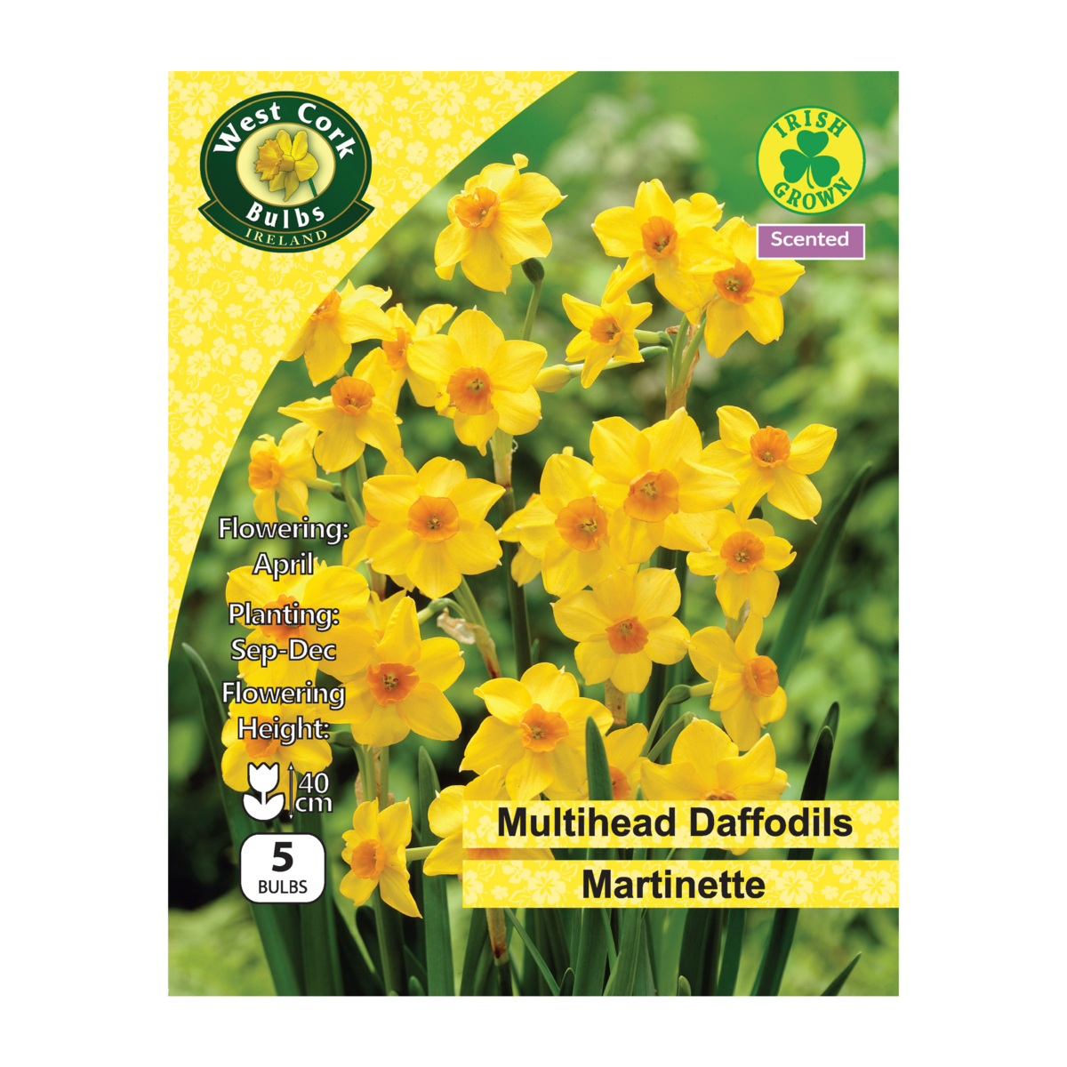 Daffodil &