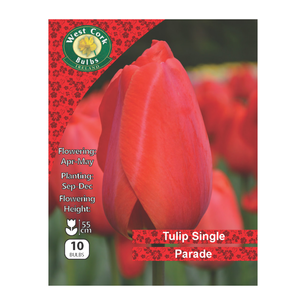 Tulip Darwin Hybrid &