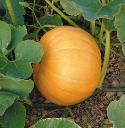 Pumpkin &