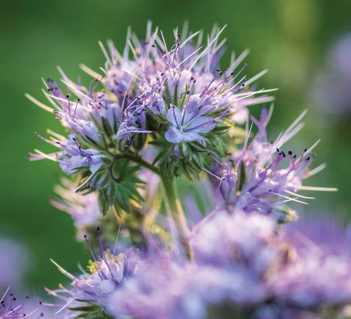 Phacelia Tanacetifolia Lacy Flower Seeds