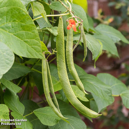 Runner Bean &