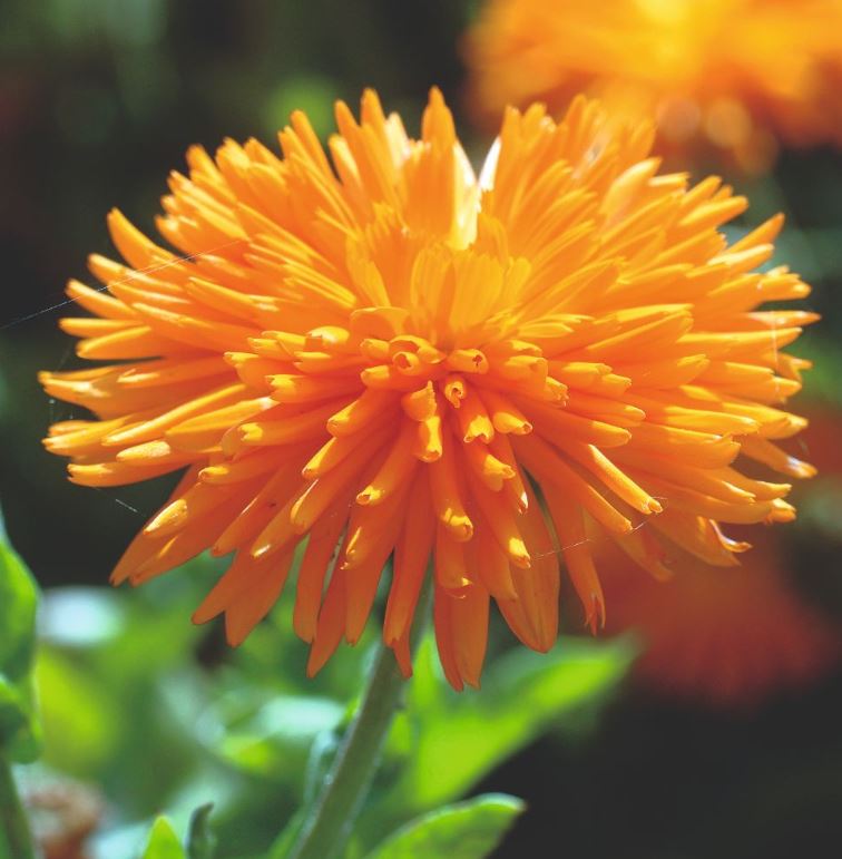 Calendula &