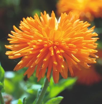 Calendula &